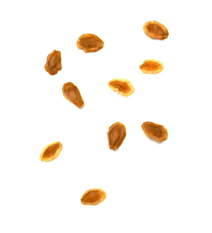 Semillas de planta suculenta Huernia macrocarpa esparcidas sobre fondo blanco