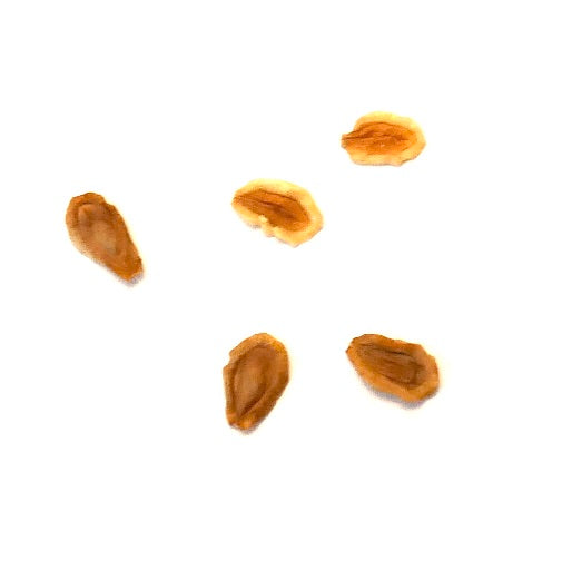 Semillas de suculenta Huernia macrocarpa para la propagación de plantas raras del desierto