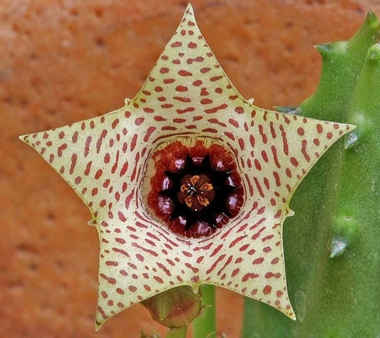 Huernia piersii UNROOTED CUTTING