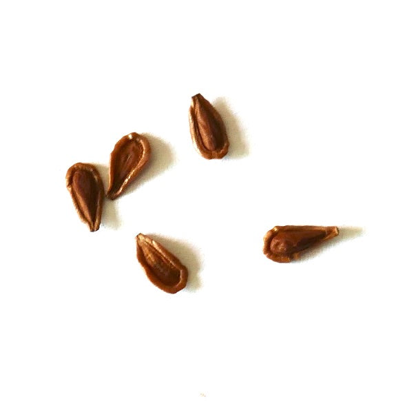 Semillas de suculenta híbrida Huernia pillansii X Huernia pendula, marrones, alargadas y texturizadas