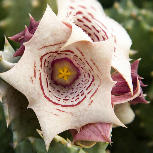 Huernia quinta