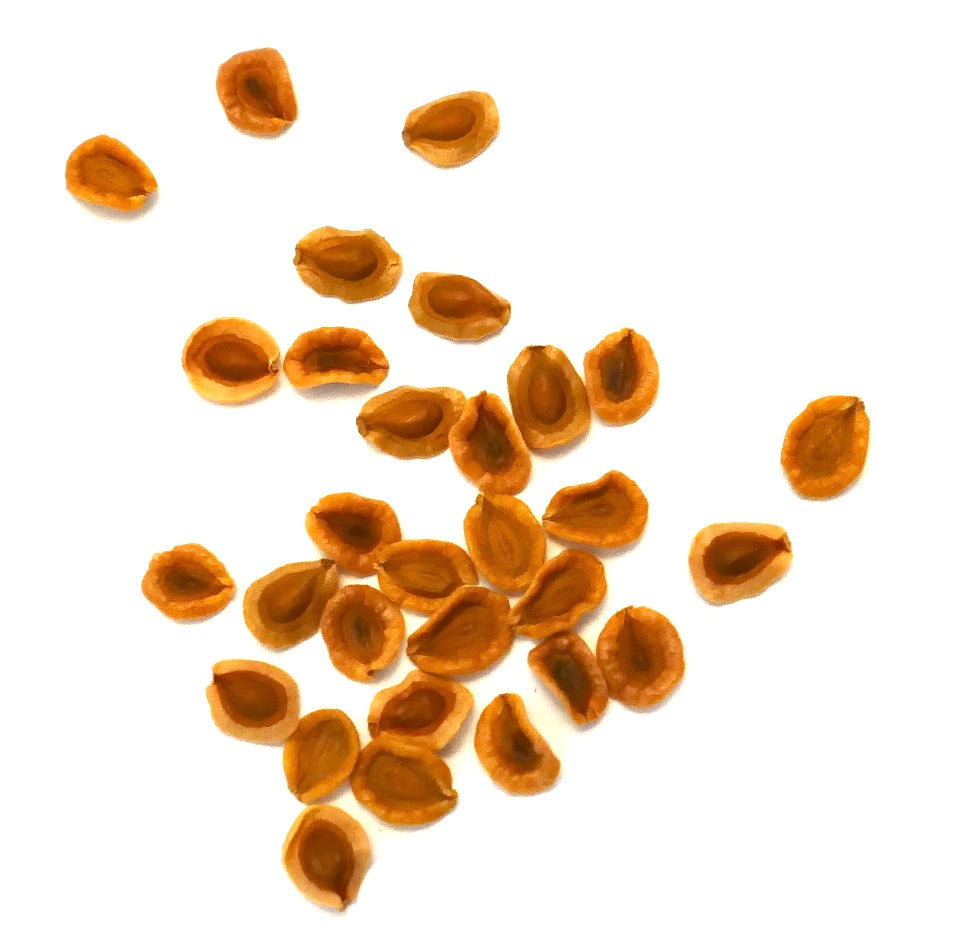 Semillas de planta suculenta Huernia rosea, pequeñas y marrones en forma de lágrima para propagación