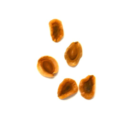 Semillas de planta suculenta Huernia rosea primer plano sobre fondo blanco