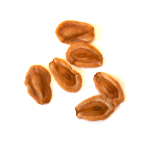 Huernia rubra succulent plant seeds brown elongated textured surface