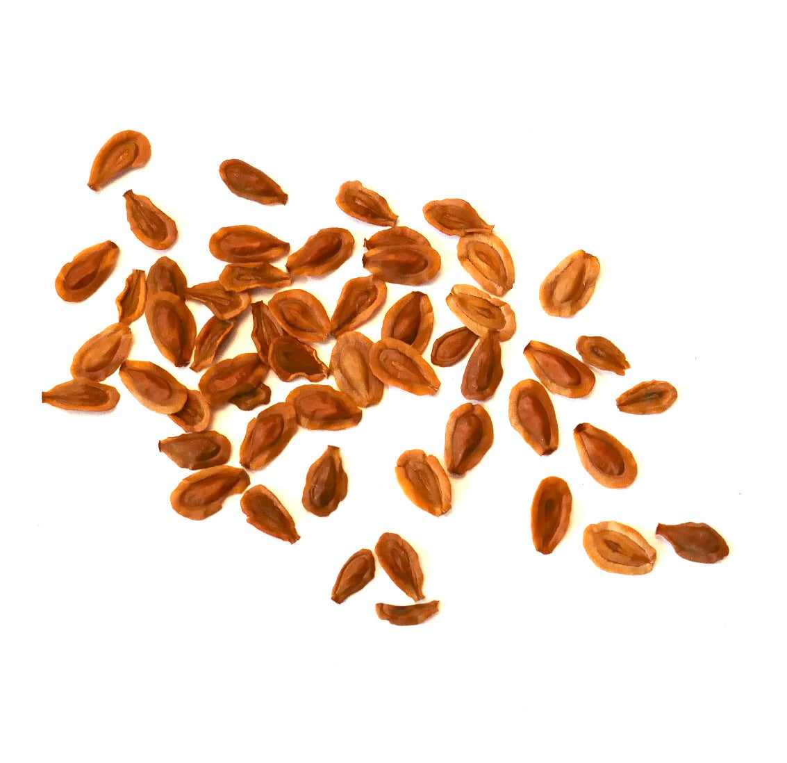 Huernia rubra succulent plant seeds scattered on white background