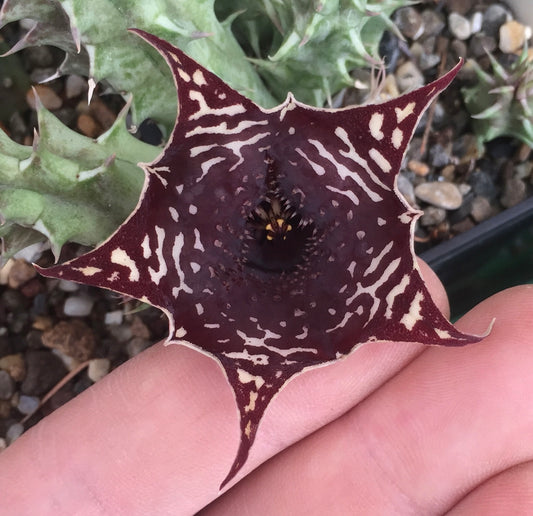 Huernia saudi-arabica UNROOTED CUTTING