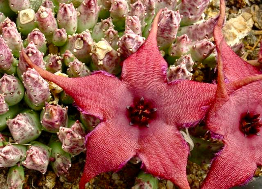 Huernia schinzii UNROOTED CUTTING