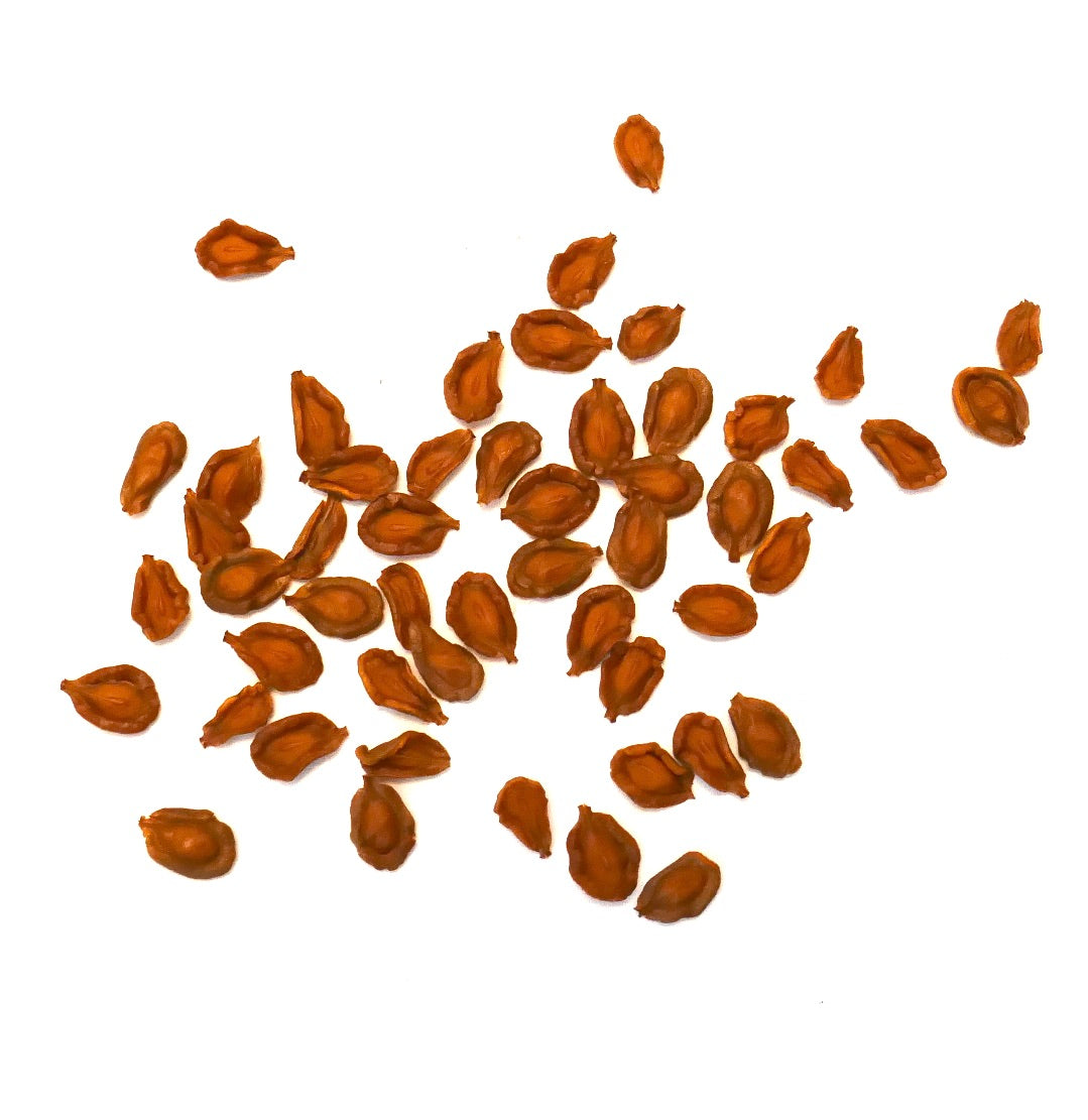 Semillas de planta suculenta Huernia sp. aff similis de la región de Leba Pass, Angola