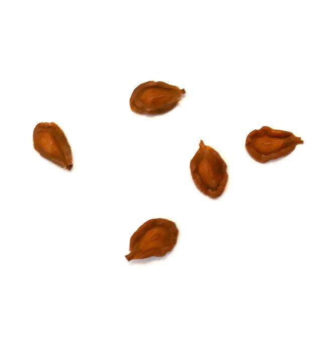 Semillas raras de suculenta Huernia sp. aff similis de Angola, Paso de Leba