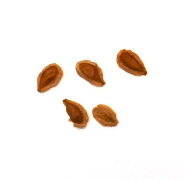 Semillas de Huernia sp de Yemen para propagación de suculentas primer plano sobre fondo blanco