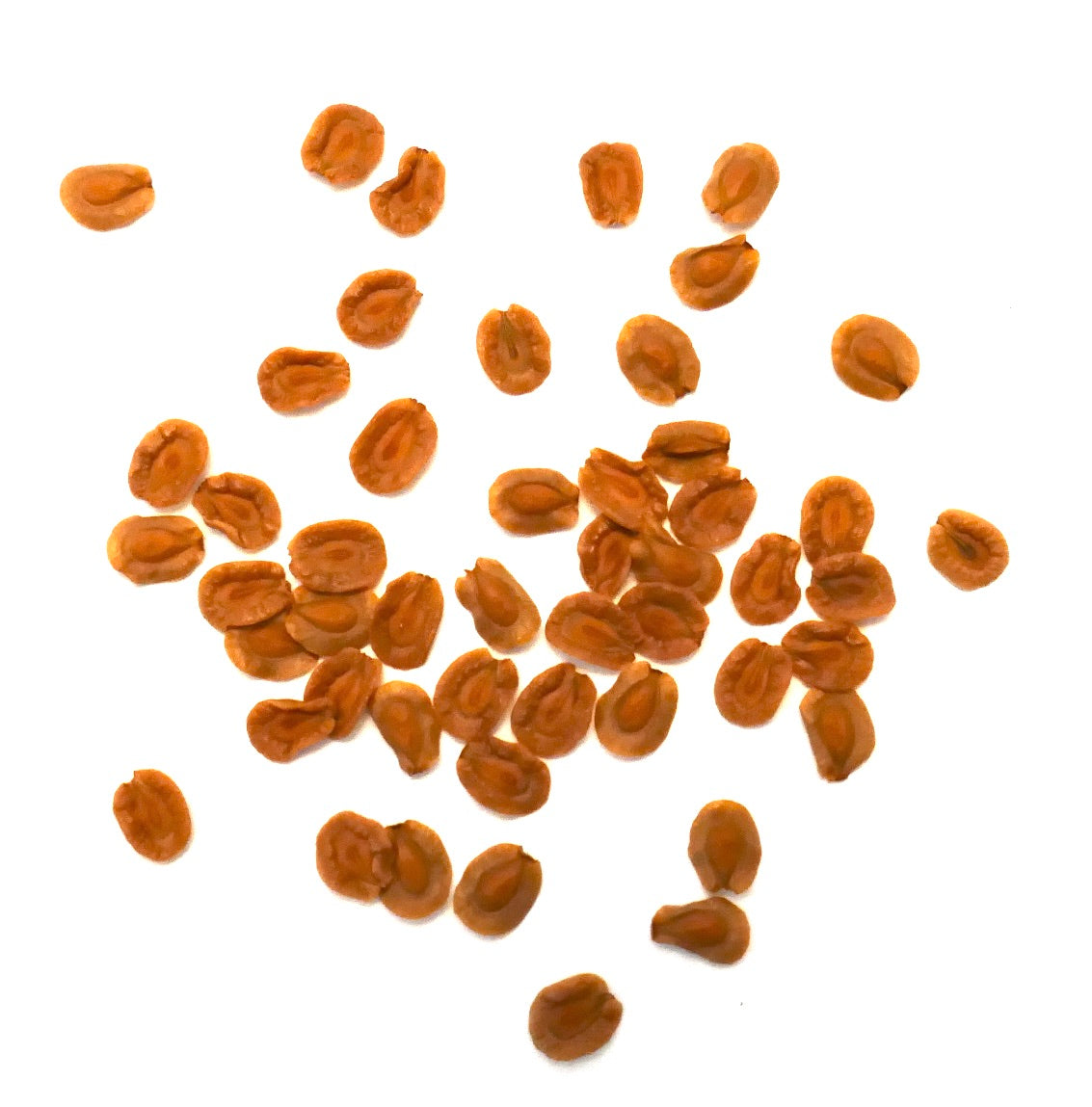 เมล็ดพันธุ์ต้นไม้ลำต้นอวบน้ำ เฮอร์เนีย สตาเปลิโอโดอิเดส บนพื้นหลังสีขาว