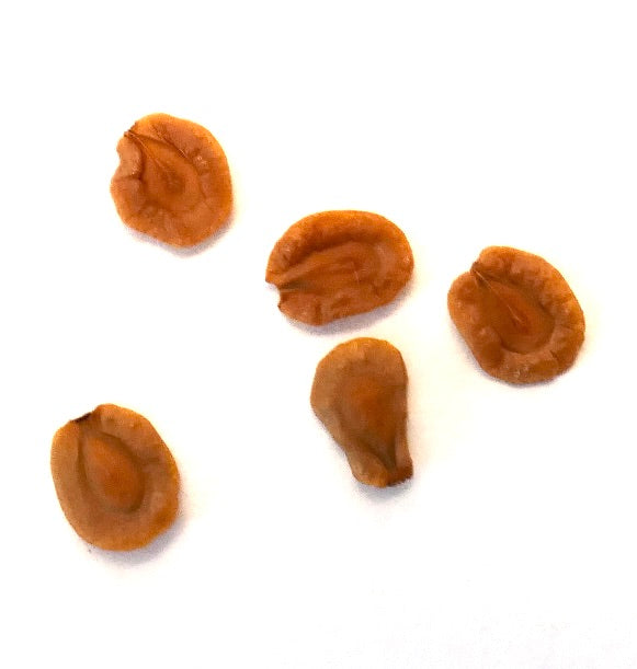 เมล็ดต้นไม้อวบน้ำ เฮอเนีย สเตปิโอลอยด์ ใกล้ภาพบนพื้นหลังสีขาว