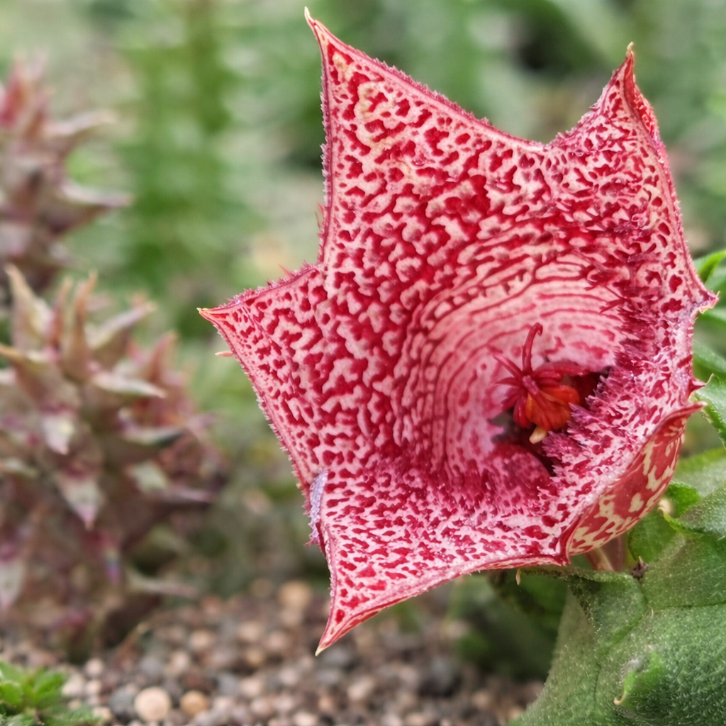 Huernia whitesloanea TR17 SEEDS