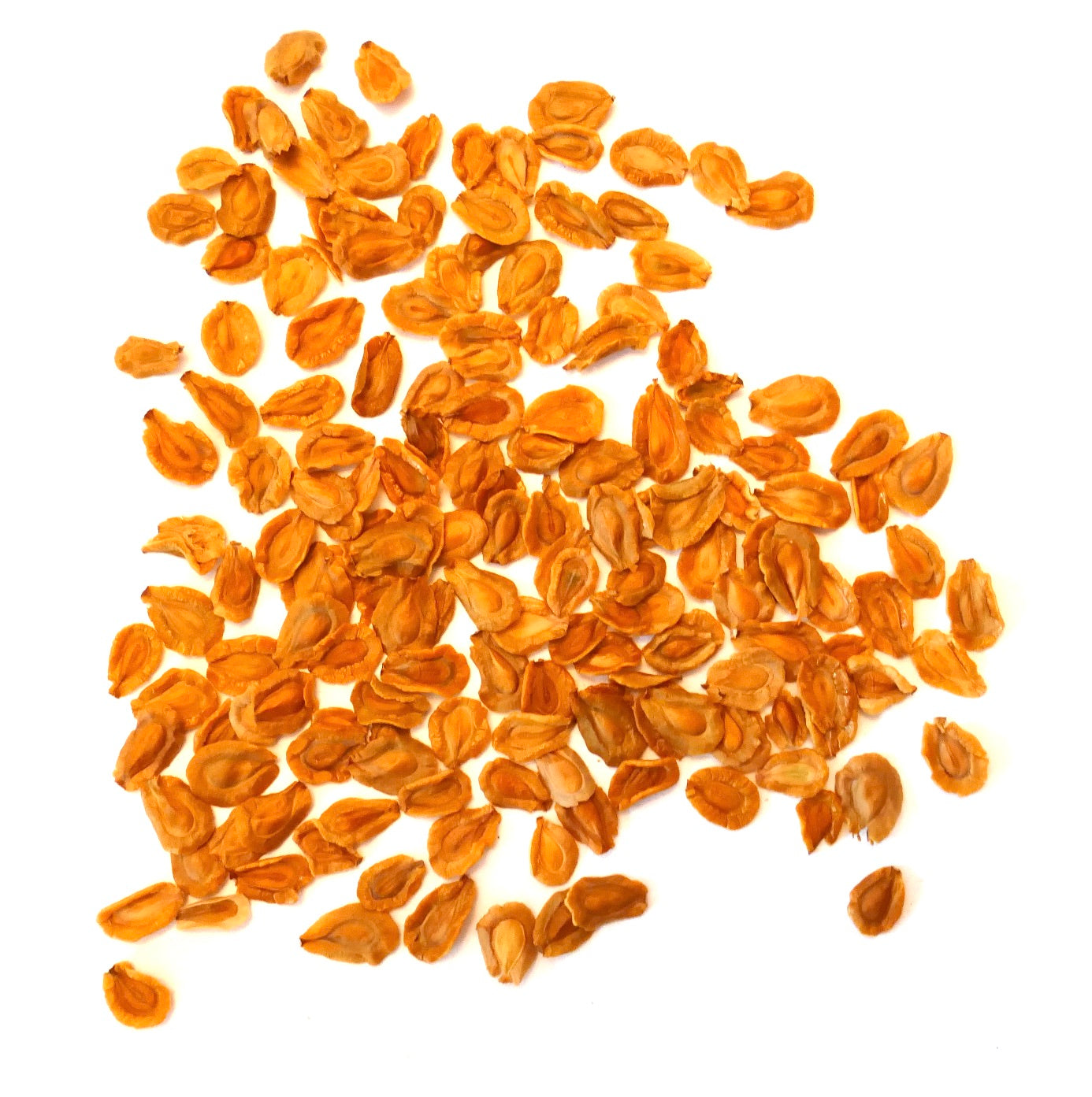 Graines de plante succulente Huernia zebrina en gros plan sur fond blanc