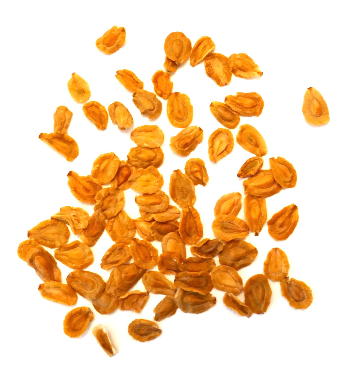 Gros plan sur des graines de plante succulente Huernia zebrina sur fond blanc