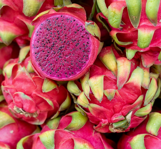 Hylocereus undatus DRAGON PINK PITAYA