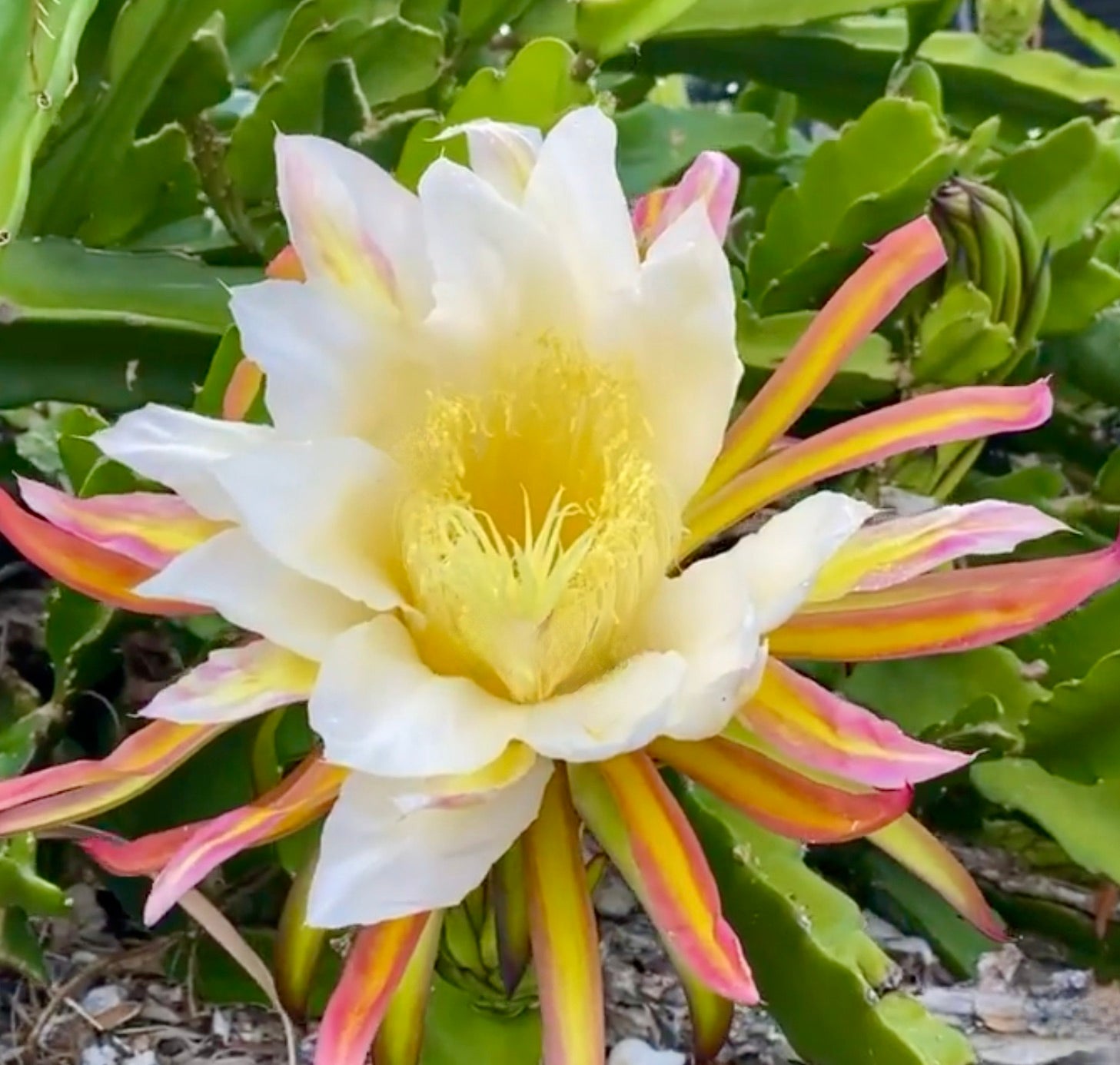 Hylocereus undatus large white and yellow tropical cactus flower with pink-striped petals