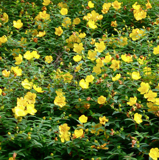 Hypericum hidcote cespuglio denso con vibranti fiori gialli e rigogliosa vegetazione verde