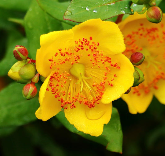 Fiore giallo brillante di Hypericum moserianum con stami arancioni ben evidenti e foglie verdi