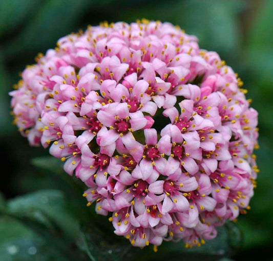 Crassula cv "Springtime" 10-15cm