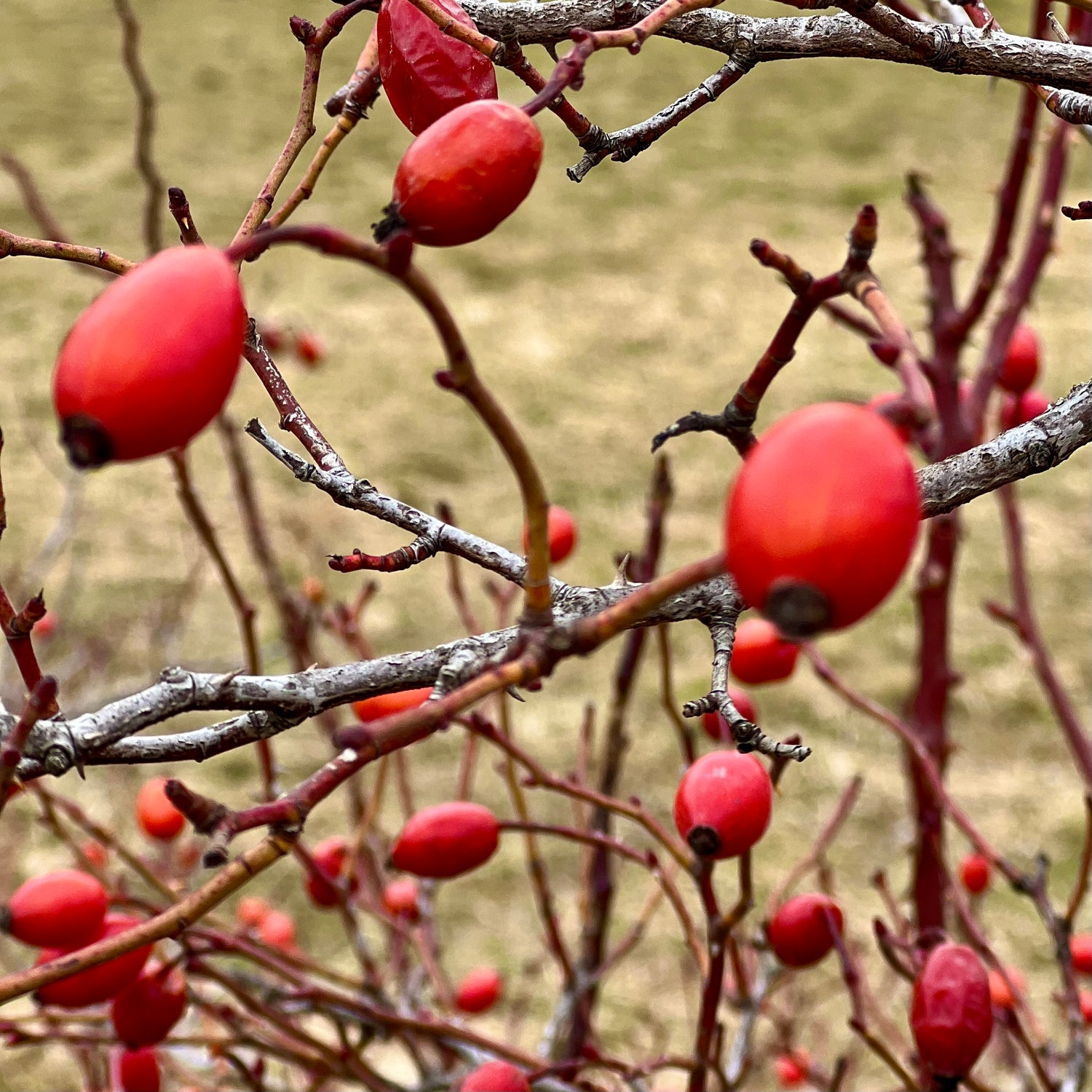 I frutti rossi vivaci di Rosa canina su rami spinosi invernali all'aperto