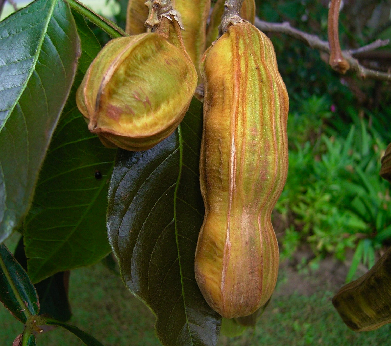 ฝักเมล็ดยาวแก่ของอิงกา เอดูลิส มีลายริ้วสีน้ำตาลและเขียวมีพื้นผิวบนต้นไม้