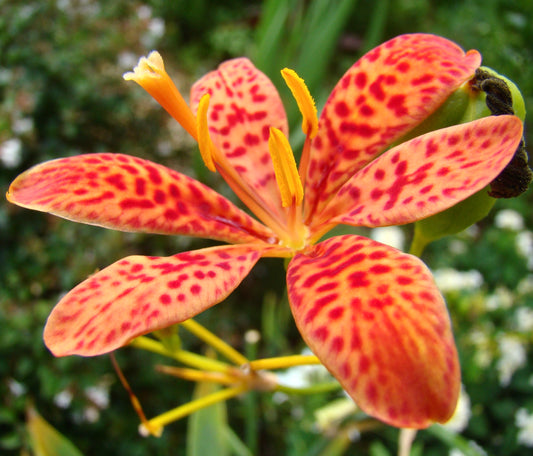 Iris domestica syn. (Belamcanda chinensis)