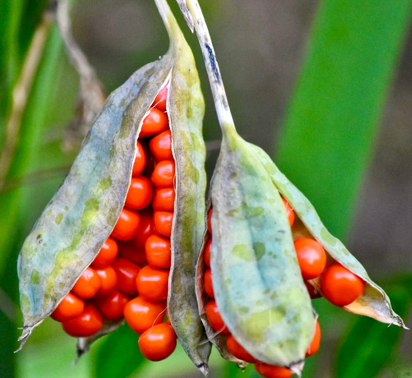 Iris foetidissima