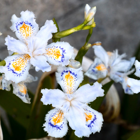 Iris japonica (2 rhizomes)