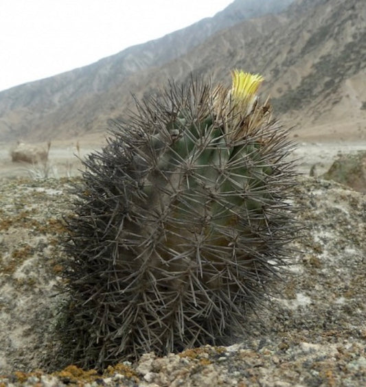 إيسلايا غرانديس نبات صبار نادر بأشواك طويلة كثيفة وزهور صغيرة صفراء تتفتح