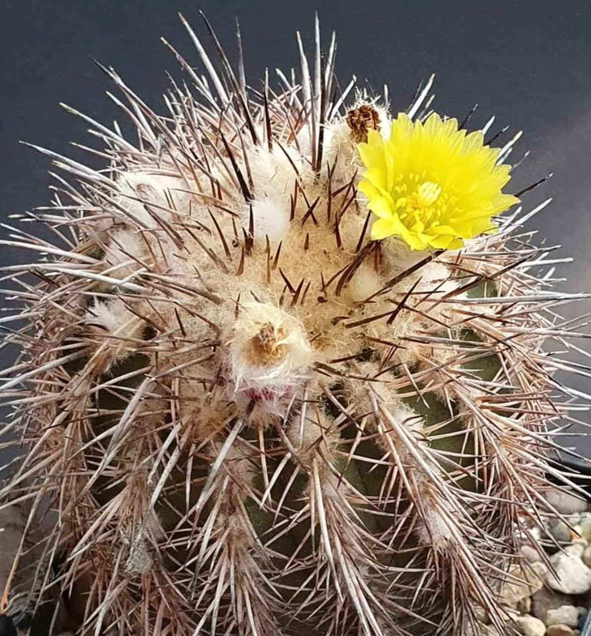 Islaya islayensis var. divaricatiflora spiny cactus with yellow flower and woolly areoles