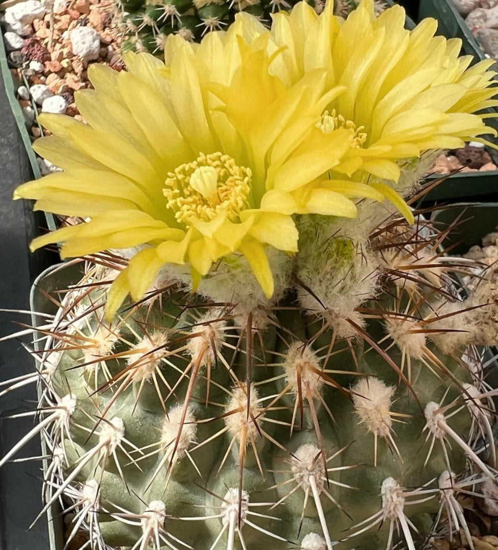 Islaya islayensis var. maritima cactus with large bright yellow flowers and prominent spines