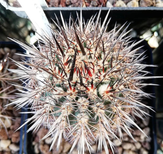 Islaya islayensis var. mollendensis rare cactus with dense sharp spines and woolly areoles