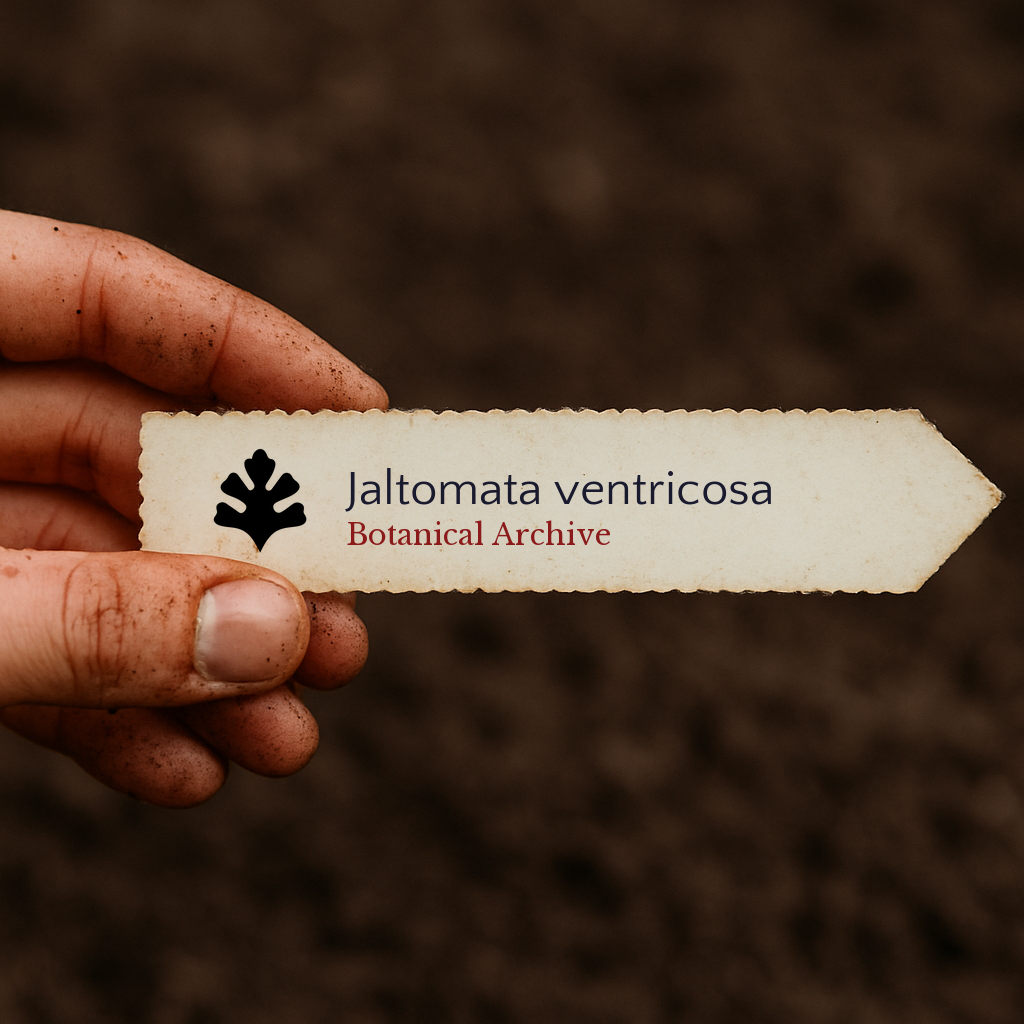 Printed plant label for Jaltomata ventricosa held over soil background