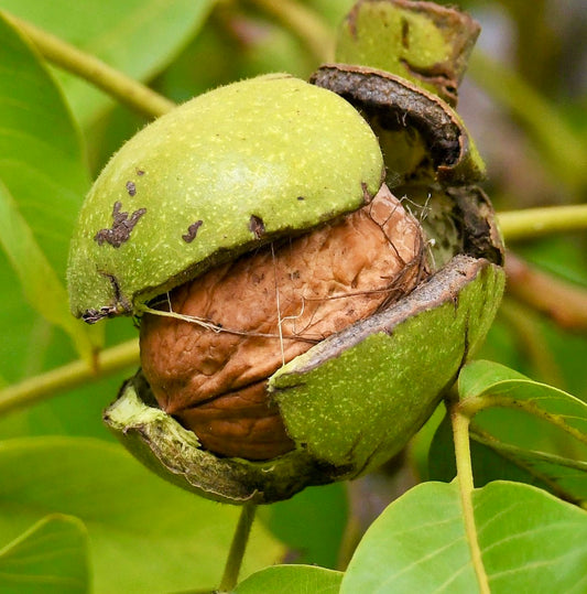 Juglans regia SORRENTO WALNUT 30-75cm