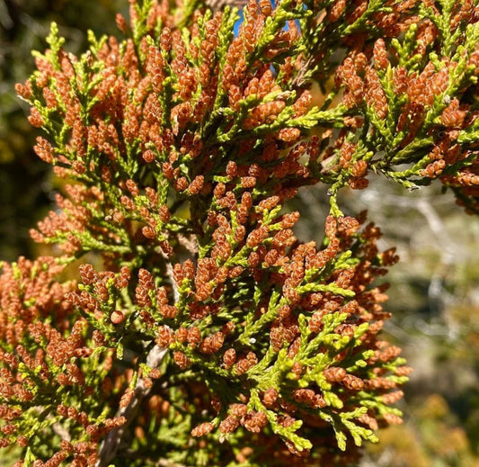 Juniperus ashei