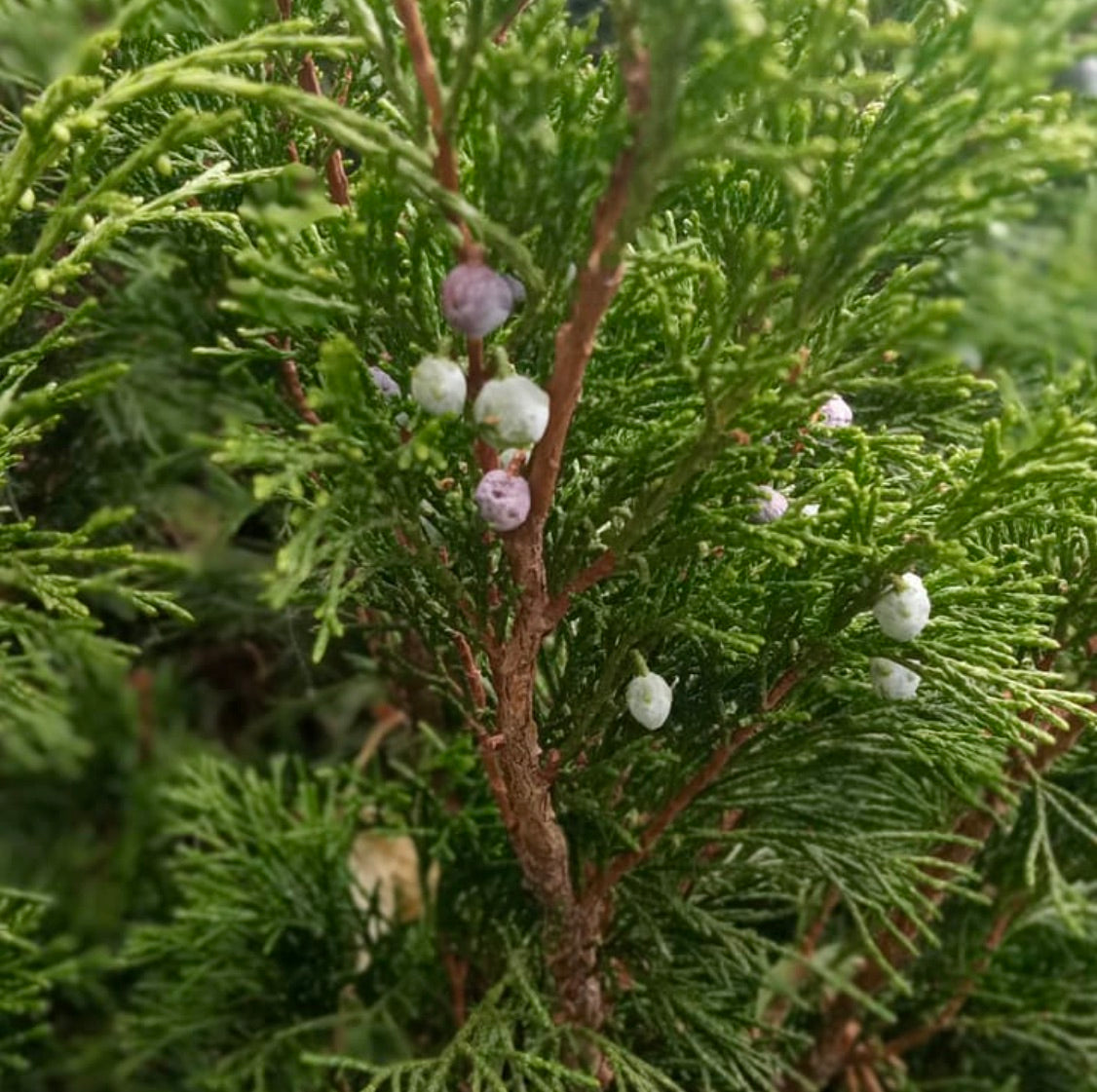 Juniperus bermudiana evergreen shrub with dense green foliage and small bluish-white berries