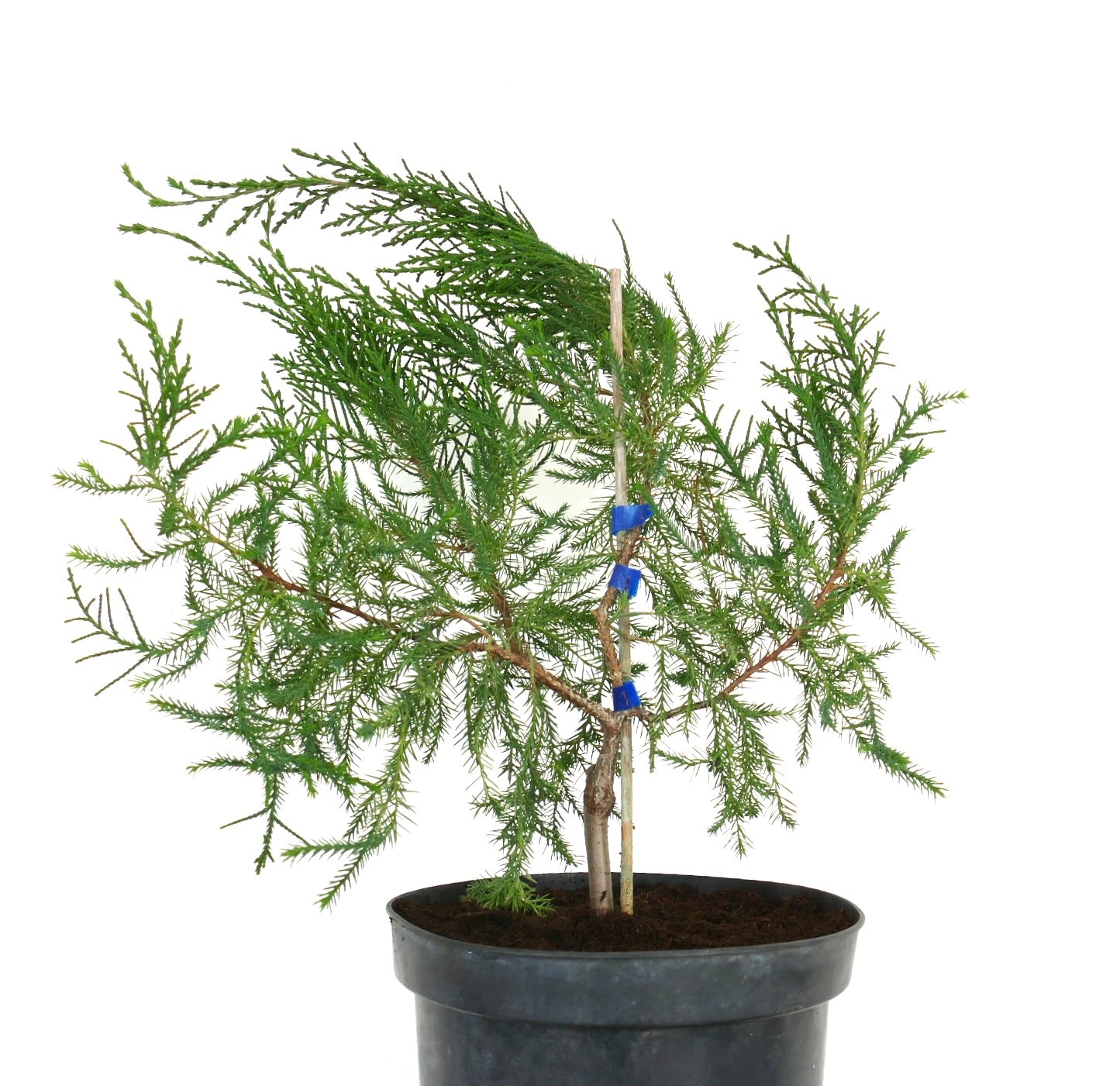 Juniperus bermudiana young conifer with feathery green foliage in black nursery pot
