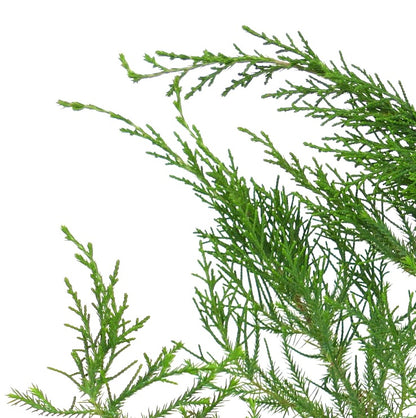 Juniperus bermudiana green needle-like foliage with fine texture and dense branching