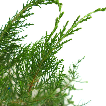 Juniperus bermudiana green needle-like foliage close-up on white background