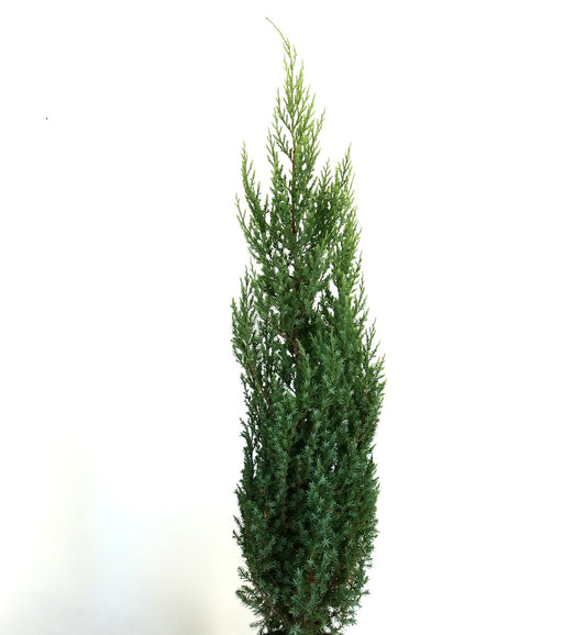 Juniperus chinensis form stricta 40-80cm