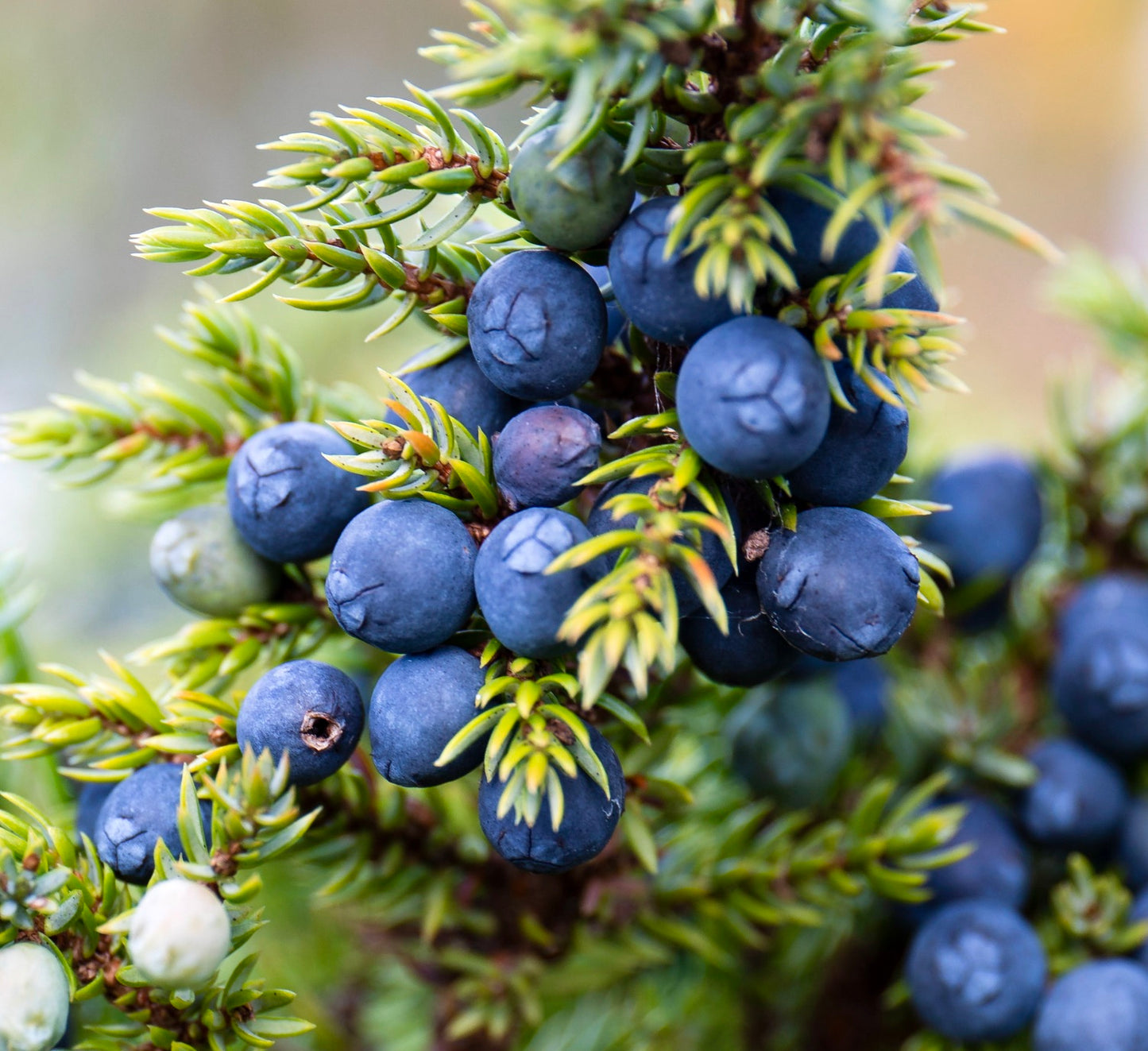 Juniperus communis