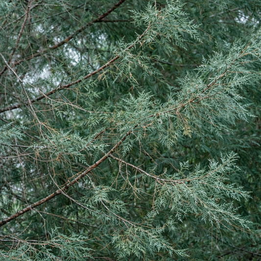 Juniperus excelsa