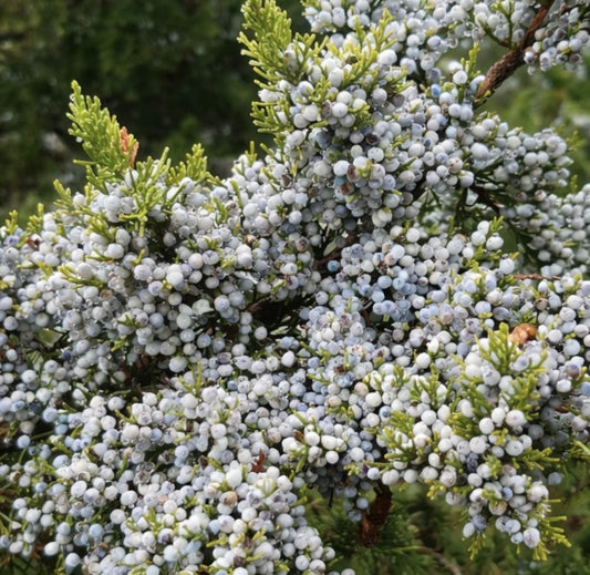 Juniperus virginiana con densi grappoli di bacche bianco-azzurre e fogliame verde