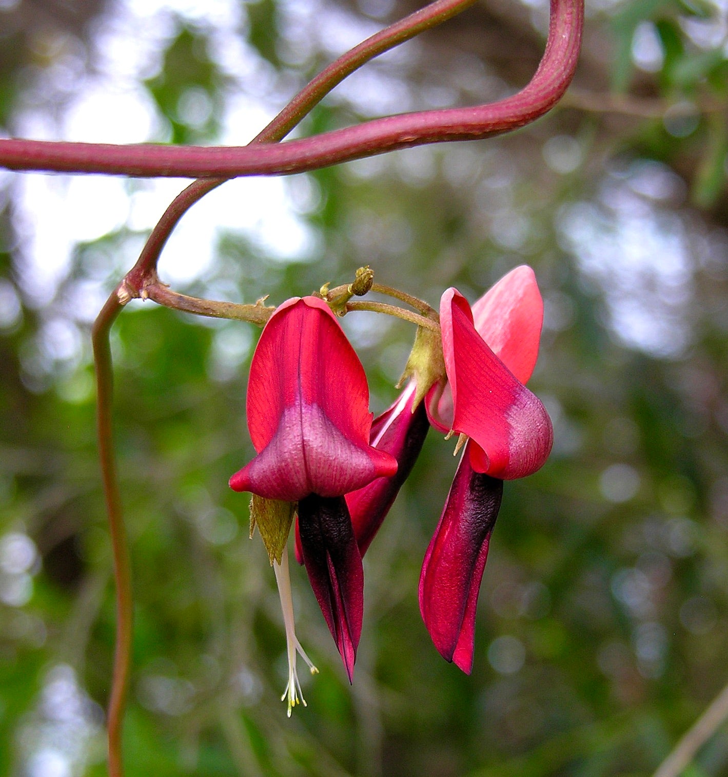 ดอกสีแดงสดและสีม่วงเข้มของ เคนนีเดีย รูบิคุนดา รูปทรงดอกถั่วที่โดดเด่นบนก้านที่บางเฉียบ