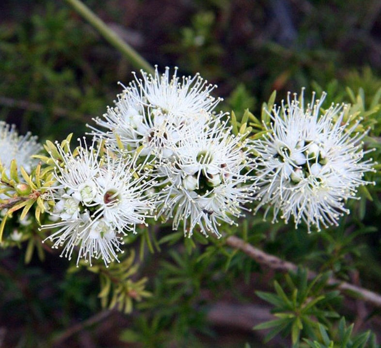 Fleurs blanches pointues de Kunzea ambigua avec feuilles vertes en forme d'aiguilles en gros plan