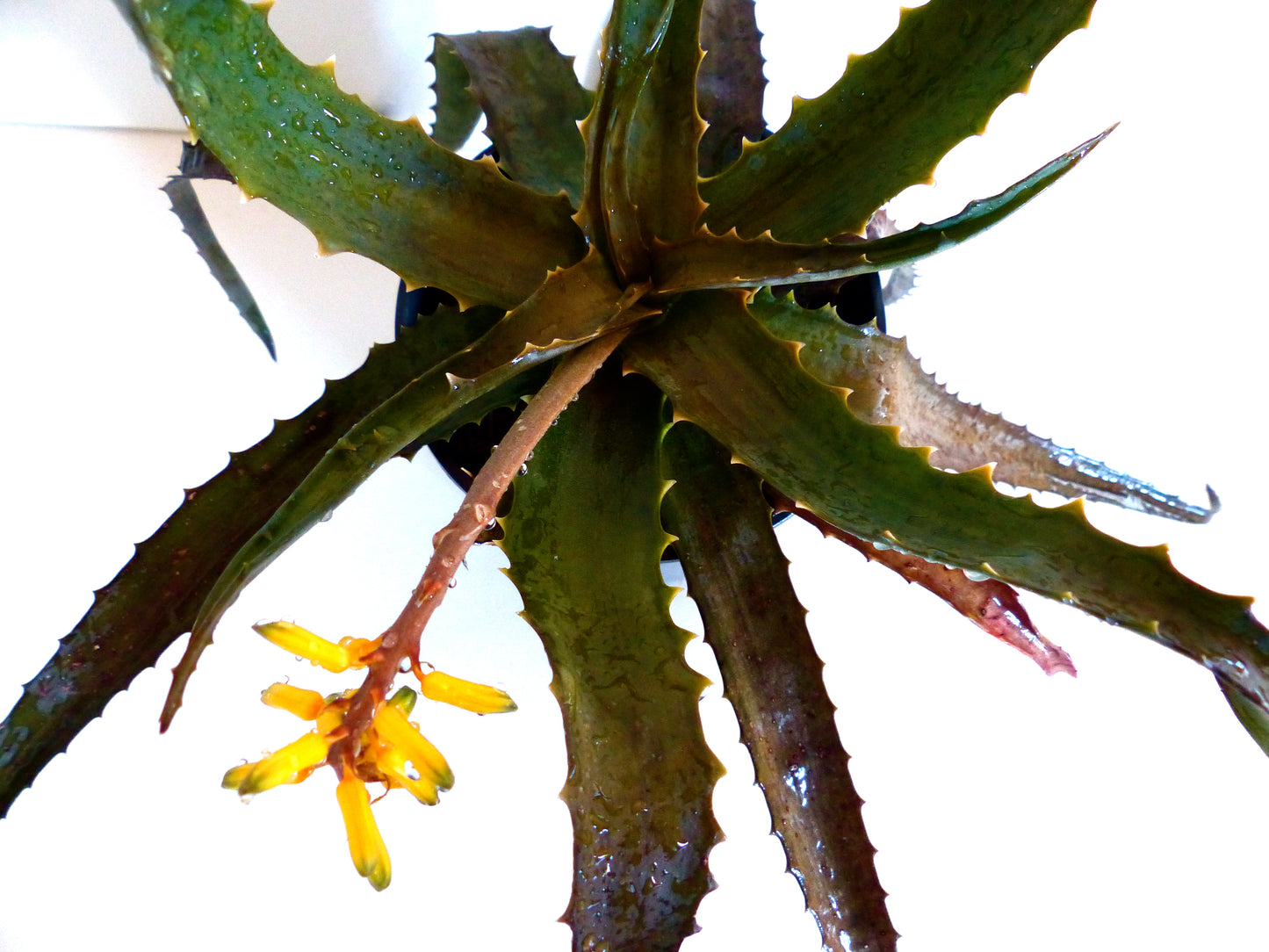 Aloe citrea SEEDS