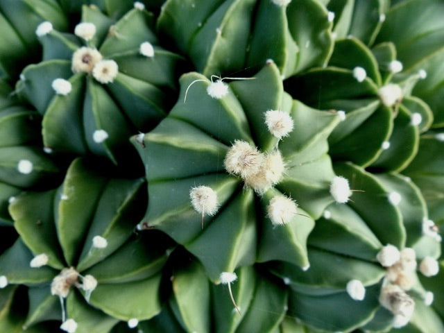 Astrophytum capricorne cv OIBBO NUDUM SEEDS