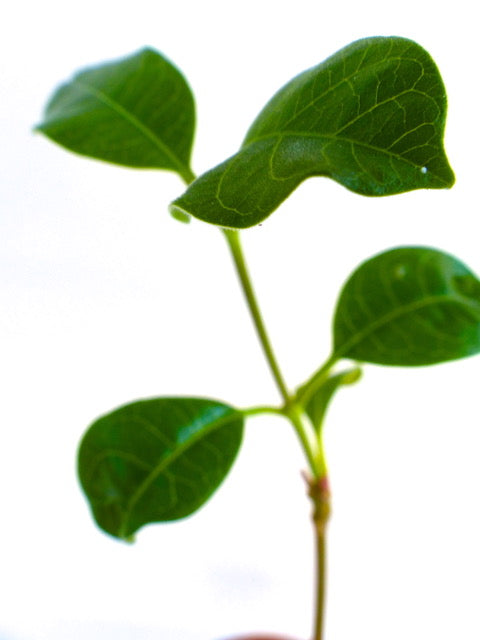 Raphionacme angolensis SEEDS