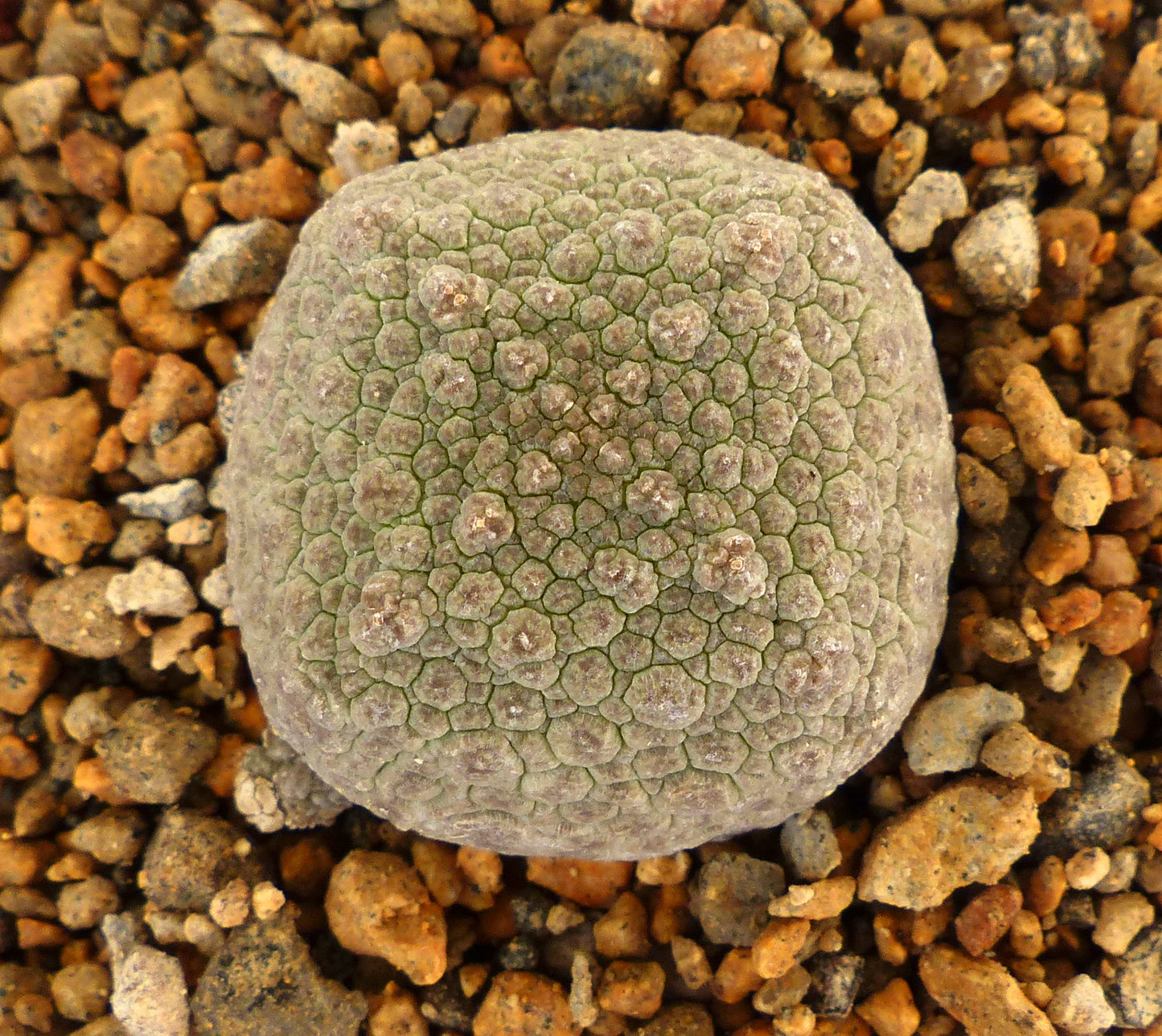 Pseudolithos cubiformis SEEDS